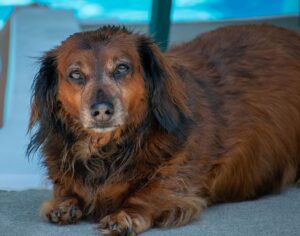 Leia mais sobre o artigo Cinco curiosidades sobre a raça Dachshund de cachorro