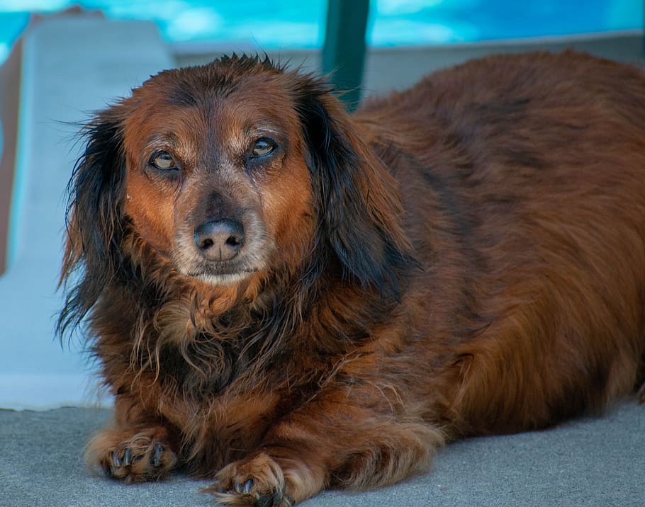 Cinco curiosidades sobre a raça Dachshund de cachorro 1 Cinco curiosidades sobre a raça Dachshund de cachorro