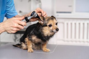 Descubra com qual idade seu cachorro pode começar a ser tosado 7 tosa