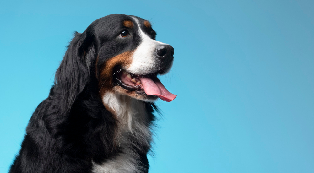Por que os brinquedos para pets são essenciais para o bem-estar? 1 cachorro petshop