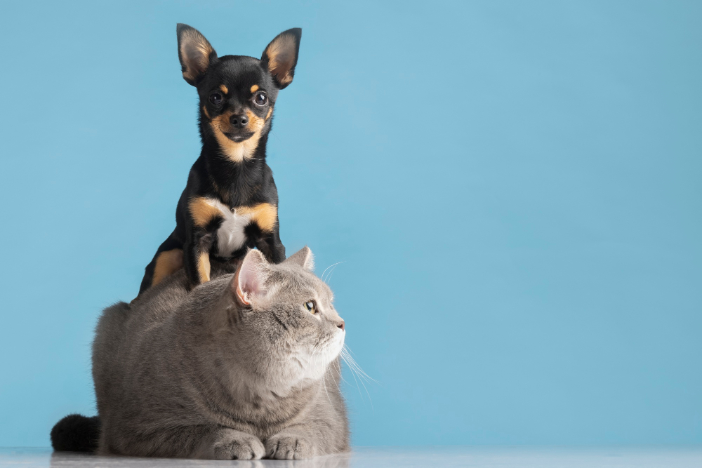 Por que os brinquedos para pets são essenciais para o bem-estar? 4 gato cachorro petshop
